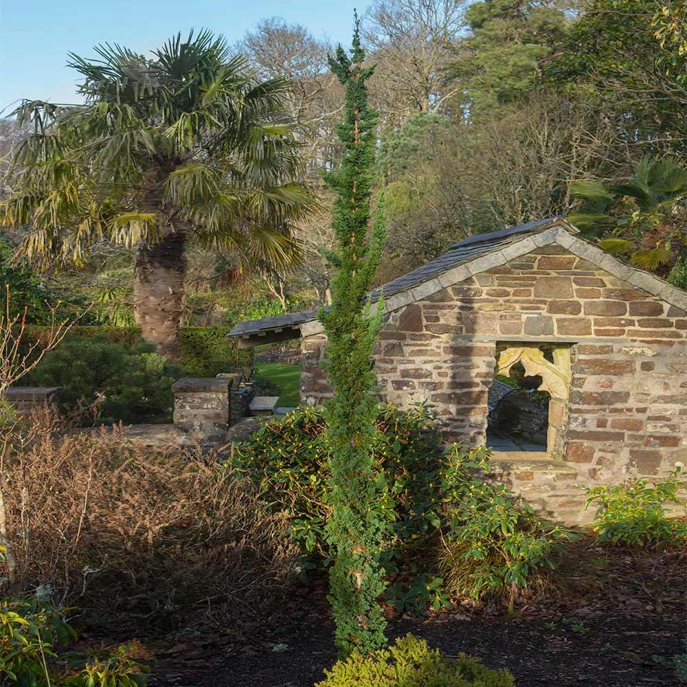Wissel's Saguaro Cypress Tree 4 Wissel's Saguaro Cypress Tree - Image 2
