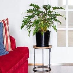 Xanadu Philodendron (Winterbourn) Plant 12 Xanadu Philodendron (Winterbourn) Plant -Geen Shop Xanadu Winterbourn10