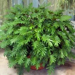 Xanadu Philodendron (Winterbourn) Plant 13 Xanadu Philodendron (Winterbourn) Plant -Geen Shop Xanadu Winterbourn2