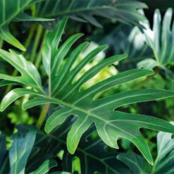 Xanadu Philodendron (Winterbourn) Plant 14 Xanadu Philodendron (Winterbourn) Plant -Geen Shop Xanadu Winterbourn3