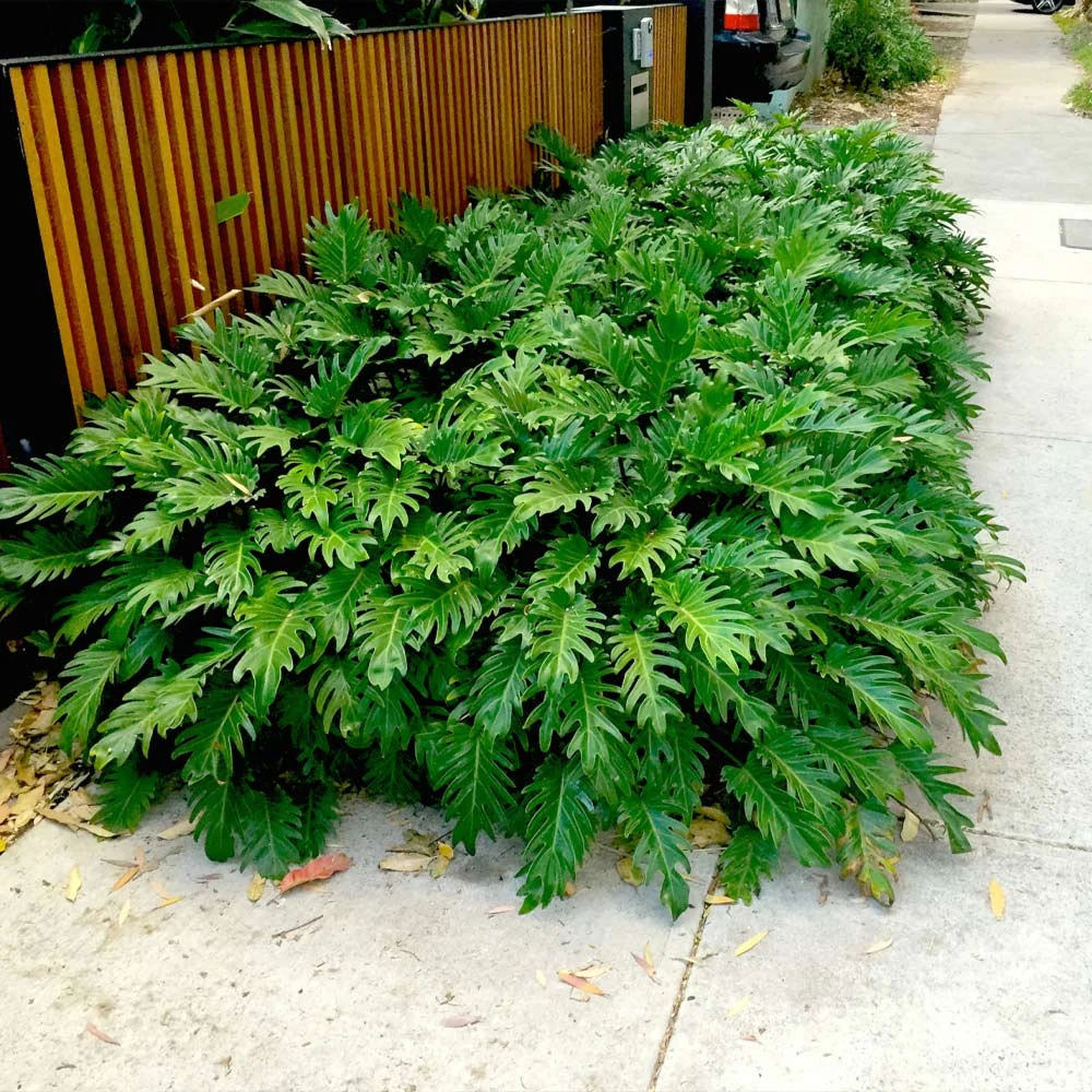 Xanadu Philodendron (Winterbourn) Plant 4 Xanadu Philodendron (Winterbourn) Plant - Image 2