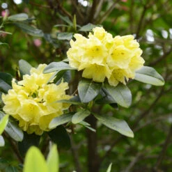 Yellow Rhododendron Shrub 7 Yellow Rhododendron Shrub -Geen Shop Yellow Rhododendron 2 BB
