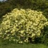 Yellow Rhododendron Shrub -Geen Shop Yellow Rhododendron BB 600x600 e8119591 8323 4fc9 8292 02de3bcbd286