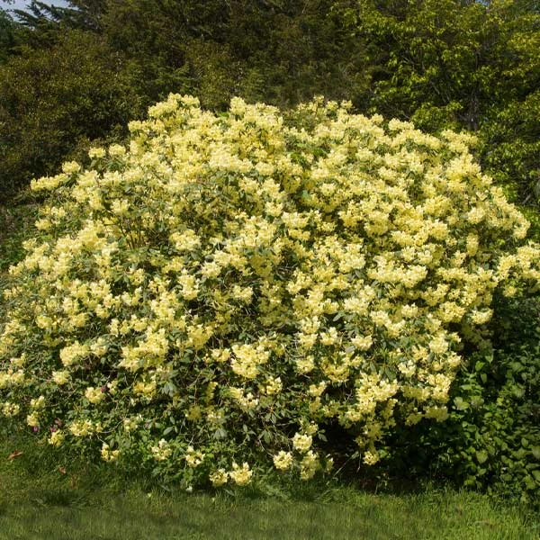 Yellow Rhododendron Shrub 3 Yellow Rhododendron Shrub