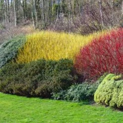 Yellow Twig Dogwood Shrub -Geen Shop Yellow Twig Dogwood 1