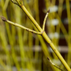 Yellow Twig Dogwood Shrub -Geen Shop Yellow Twig Dogwood 5 BB
