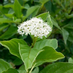 Yellow Twig Dogwood Shrub -Geen Shop Yellow Twig Dogwood 7 BB