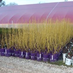 Yellow Twig Dogwood Shrub -Geen Shop Yellow Twig Dogwood 8