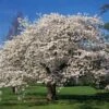 Yoshino Cherry Tree -Geen Shop Yoshino Cherry BB 600x600 013adca6 fd3c 4be6 acdb d85bb18add9a