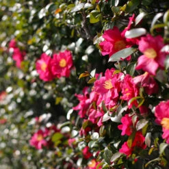 Yuletide Camellia Shrub -Geen Shop Yuletide Camellia 2 BB