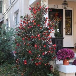 Yuletide Camellia Shrub -Geen Shop Yuletide Camellia 4 BB