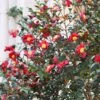Yuletide Camellia Shrub -Geen Shop Yuletide Camellia BB 600x600 231cc889 d3eb 4c92 b351 726aedbaeb14