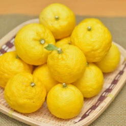 Yuzu Tree -Geen Shop Yuzu Citrus 2