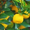 Yuzu Tree -Geen Shop Yuzu Citrus BB 600x600 7772497d 6d0d 427d 9803 494a5c769c72