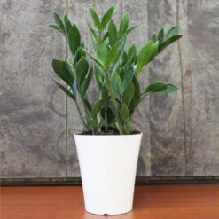 ZZ Plant 11 ZZ Plant -Geen Shop ZZplant 2