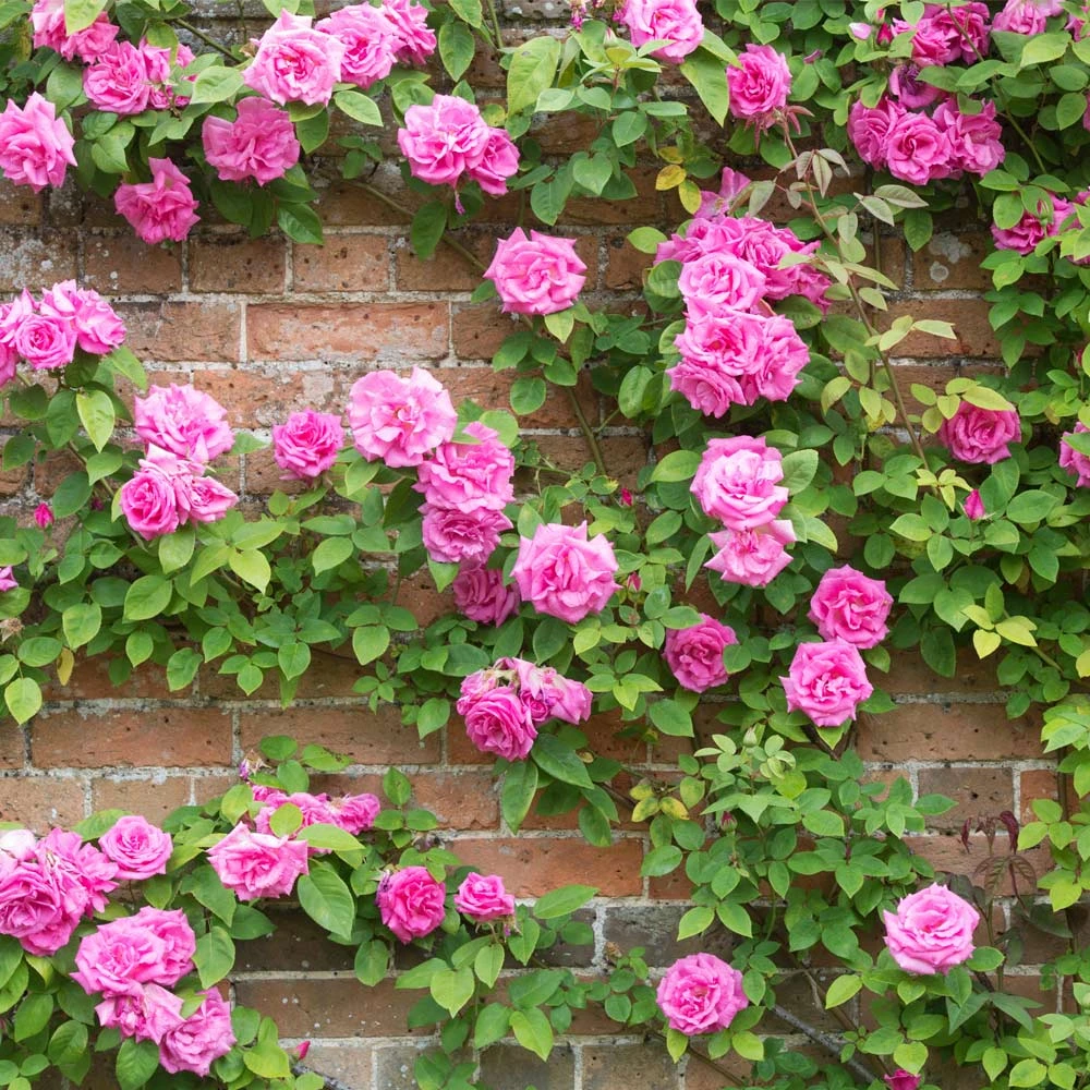 Zephirine Drouhin Climbing Rose 3 Zephirine Drouhin Climbing Rose
