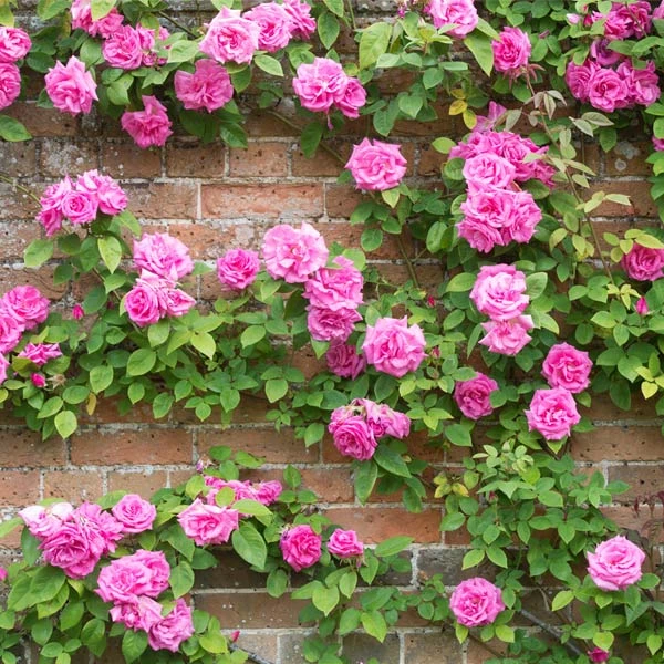 Zephirine Drouhin Climbing Rose 4 Zephirine Drouhin Climbing Rose - Image 2