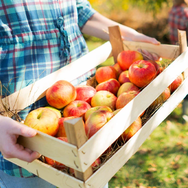Zestar Apple Tree 3 Zestar Apple Tree