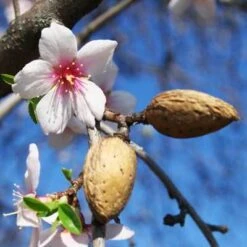 NE Plus Almond Tree 7 NE Plus Almond Tree -Geen Shop almond neplus3 400 01