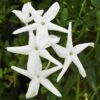 Angel Wing Jasmine Shrub -Geen Shop angel wing 220
