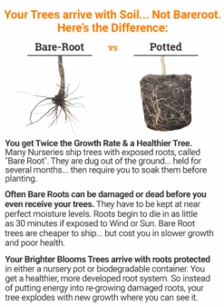 Okame Cherry Tree 15 Okame Cherry Tree -Geen Shop bareroot vs potted 2018 mz 400 14