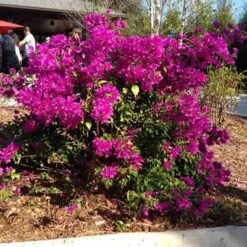 Purple Queen Bougainvillea Shrub 13 Purple Queen Bougainvillea Shrub -Geen Shop bougainvillea purple 400