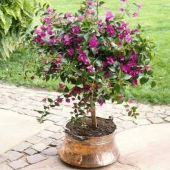 Purple Queen Bougainvillea Shrub 12 Purple Queen Bougainvillea Shrub -Geen Shop bougainvillea purple travis 400 01