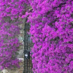 Purple Queen Bougainvillea Shrub 10 Purple Queen Bougainvillea Shrub -Geen Shop bougainvillea purple2 400 01