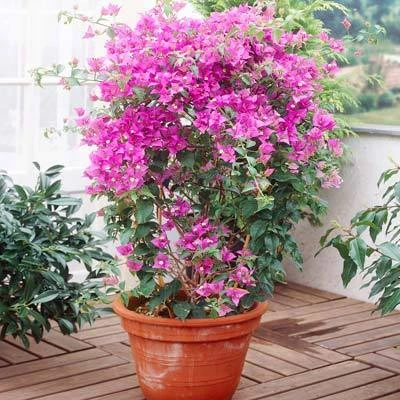 Purple Queen Bougainvillea Shrub 6 Purple Queen Bougainvillea Shrub - Image 4