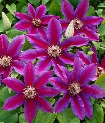 Fireworks Clematis Vine 4 Fireworks Clematis Vine - Image 2
