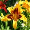 Blackeyed Stella Daylily 1 Blackeyed Stella Daylily -Geen Shop daylily 220
