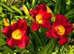 Pardon Me Daylily 8 Pardon Me Daylily -Geen Shop daylily pardon me 1 400