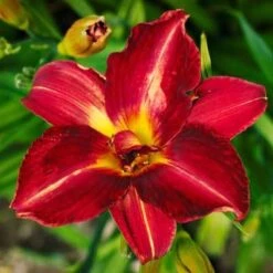 Pardon Me Daylily 9 Pardon Me Daylily -Geen Shop daylily pardon me 2 400
