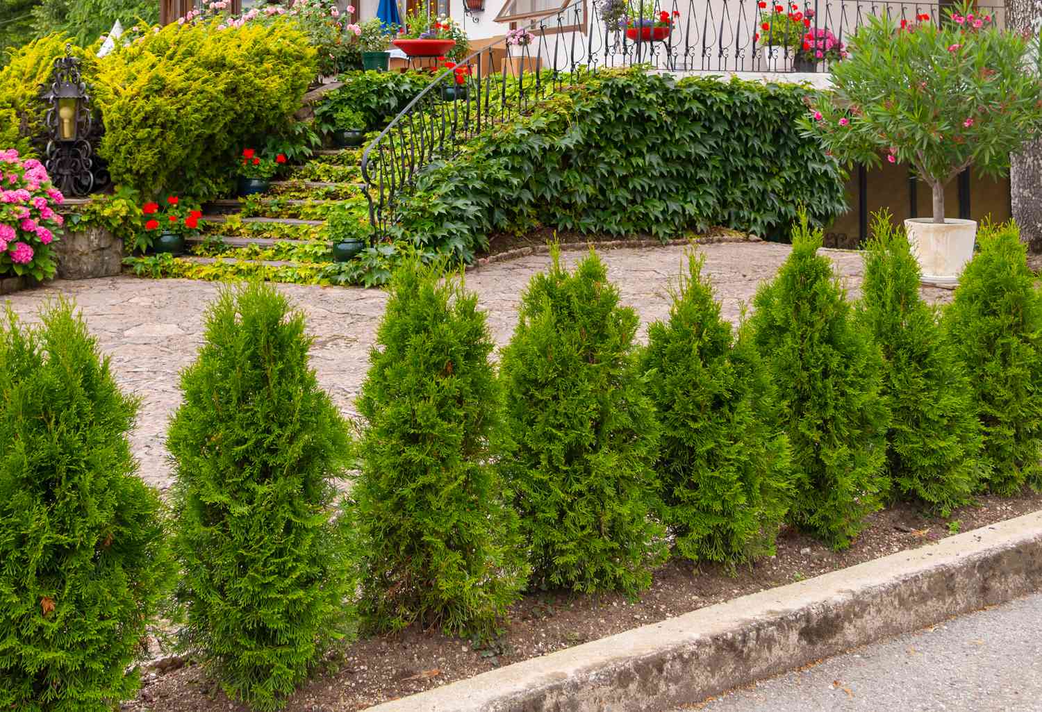 Front Page -Geen Shop fast growing shrubs for privacy hedges specimens 4767365 10 Arborvitae 038fcc2a312c4fe8a7084bb29ced3981