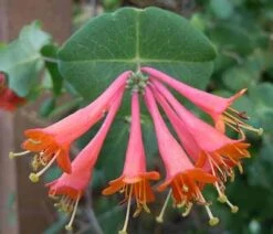 Scarlet Honeysuckle Vine 8 Scarlet Honeysuckle Vine -Geen Shop honeysuckle scarlet 1 400 01