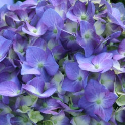 Let's Dance Blue Jangles Hydrangea Shrub 9 Let's Dance Blue Jangles Hydrangea Shrub -Geen Shop hydrangea lets dance blue jangles 3 0bbfbf95 9f1e 4afa 9d19 f8e0b26b3ef8