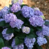 Let's Dance® Blue Jangles Hydrangea Shrub -Geen Shop hydrangea lets dance blue jangles BB 600x600 43e7f12d 008f 477c 80d4 3c2e84c079d3