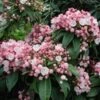 Olympic Fire Mountain Laurel Shrub 1 Olympic Fire Mountain Laurel Shrub -Geen Shop laurel 220 01