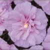 Lavender Rose Of Sharon Althea Shrub 1 Lavender Rose Of Sharon Althea Shrub -Geen Shop lav hib 220