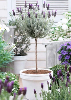 Lavender Standard Topiary Tree -Geen Shop lavender topiary 600