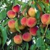 Majestic Peach Tree 2 Majestic Peach Tree -Geen Shop majestic peach 220