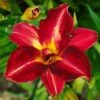 Pardon Me Daylily -Geen Shop pardon me 220