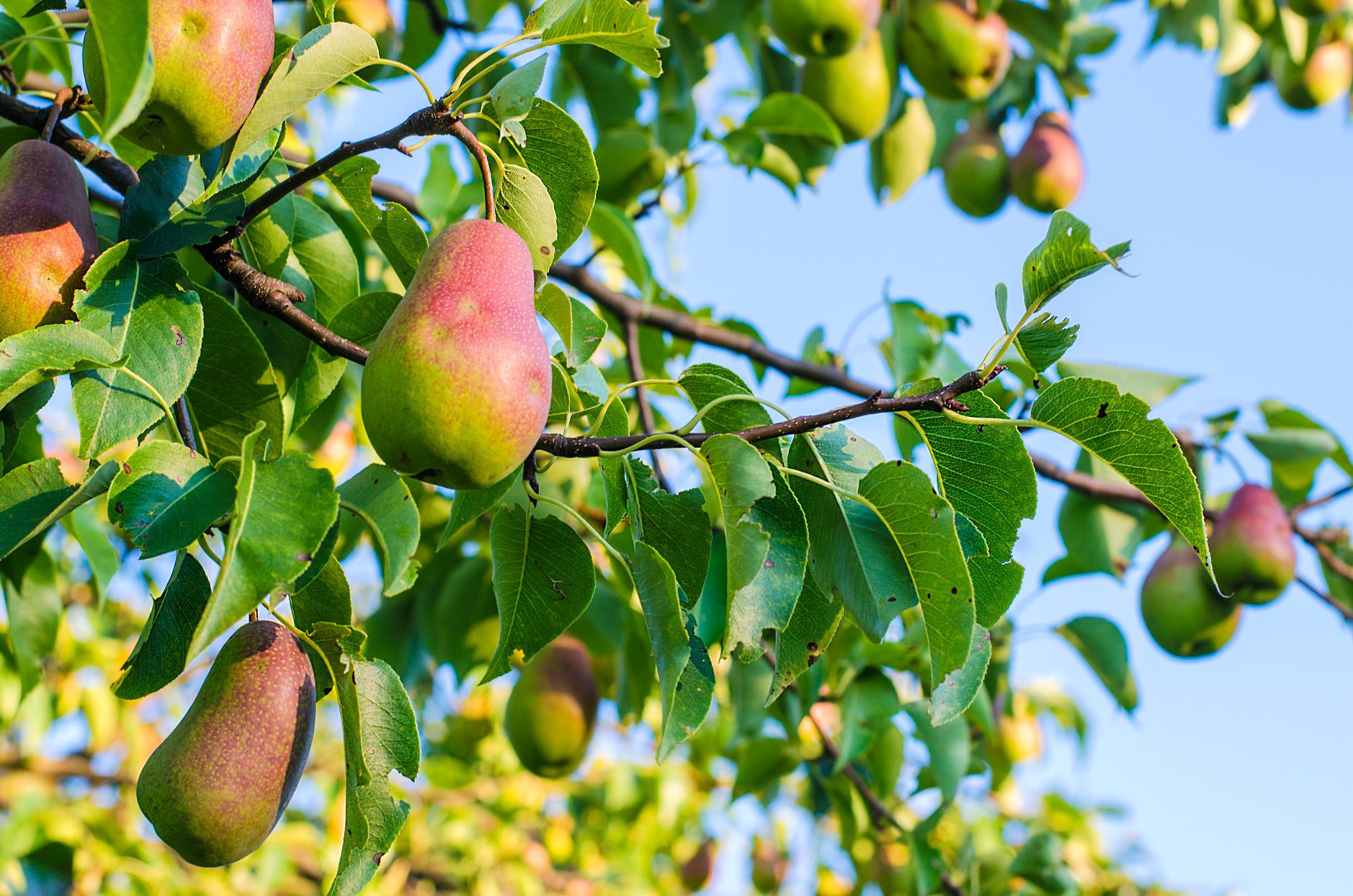 Front Page -Geen Shop pears growing in tree blue sky d2d9c4020ce44c249a65464c2c669b8c