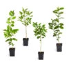 Citrus Tree Variety Kit -Geen Shop pkg 1 Mey Persian Lime Calomon Navel 1 2 1QT 600x600 1e8de3b7 70e0 497f a96d ce3392e14619