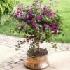 Purple Queen Bougainvillea Shrub 2 Purple Queen Bougainvillea Shrub -Geen Shop purple boug tree 220