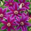 Fireworks Clematis Vine -Geen Shop reop Fireworks Clematis 220