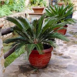 Sago Palm Tree -Geen Shop sago palm 2 BB