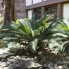 Sago Palm Tree -Geen Shop sago palm BB 600x600 2e523182 d61f 4ab4 9de0 d4864412962d