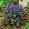 Black Scallop Ajuga Plant 2 Black Scallop Ajuga Plant -Geen Shop scallop 220