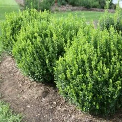 Sprinter® Boxwood Shrub -Geen Shop sprinter boxwood 1 BB